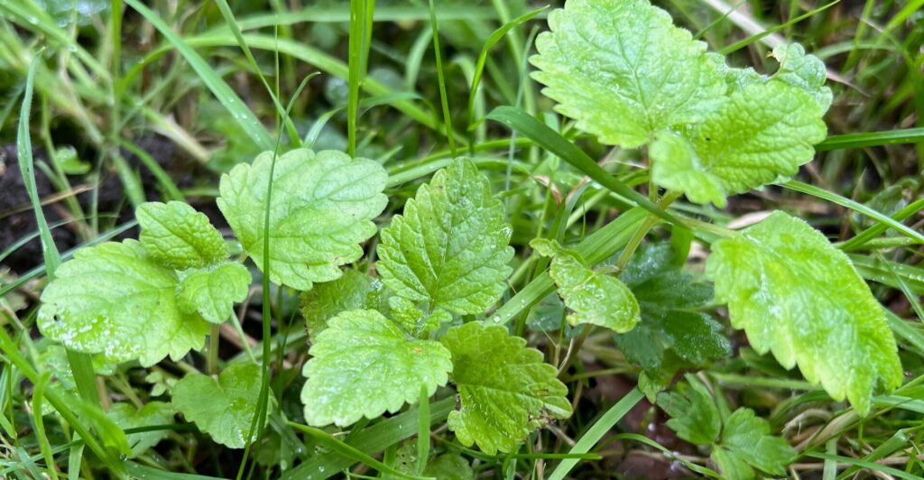 Lemon balm plants with grass around them