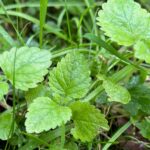 Lemon balm plants with grass around them