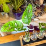 monstera propagation station