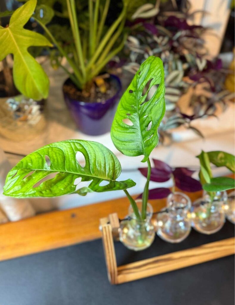monstera propagation station