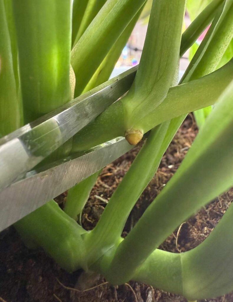 cutting the monstera plant below a root nodule