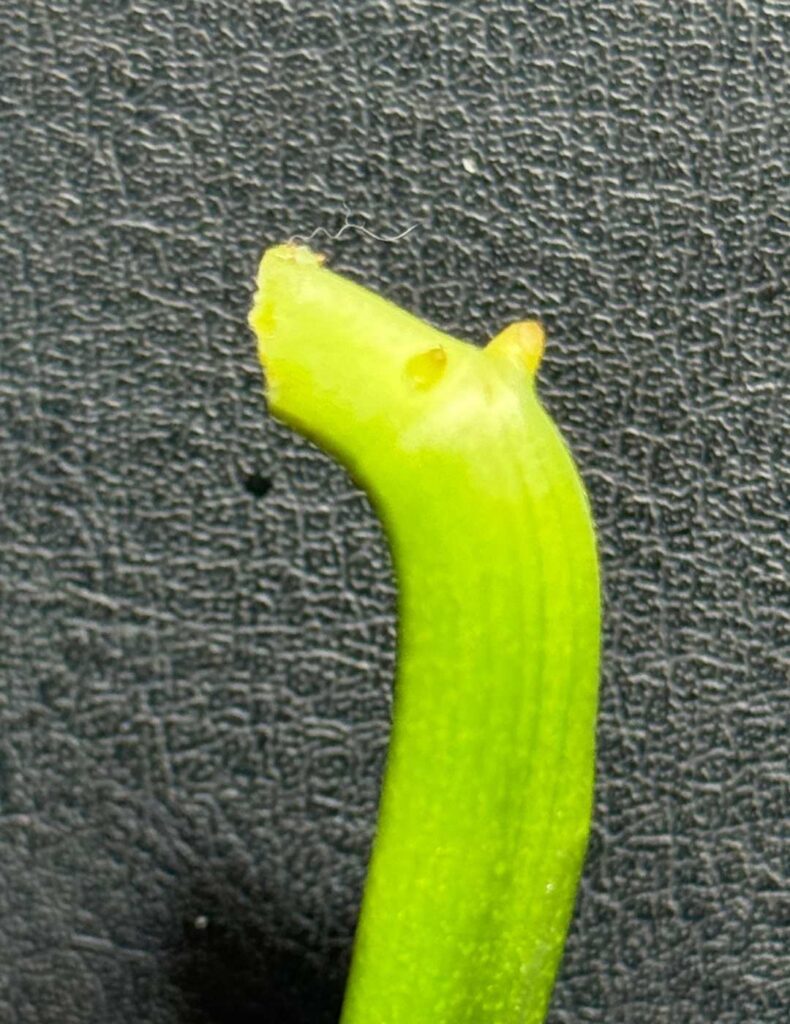 small root nodules