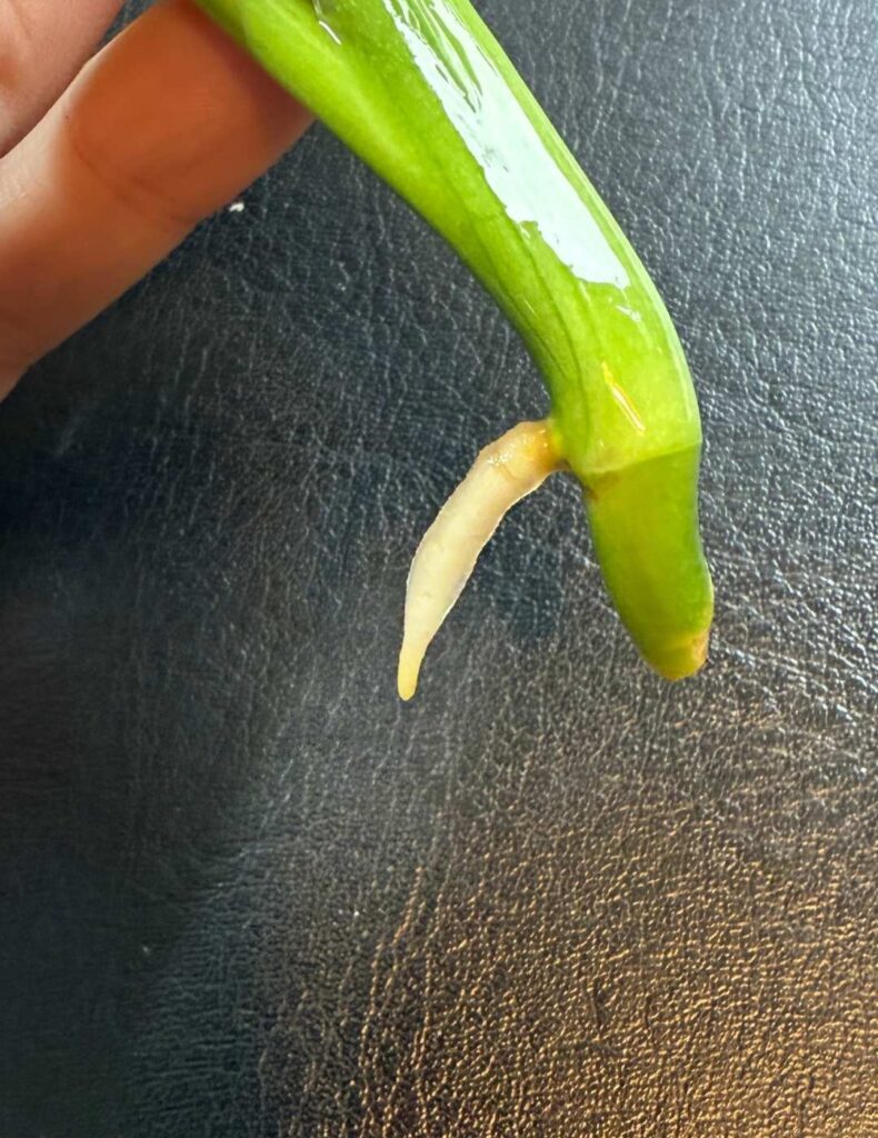 root growth of 1cm