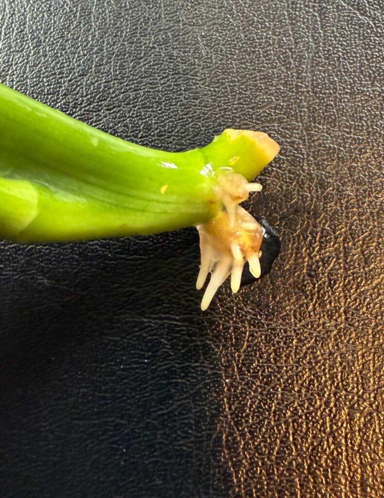 multiple roots