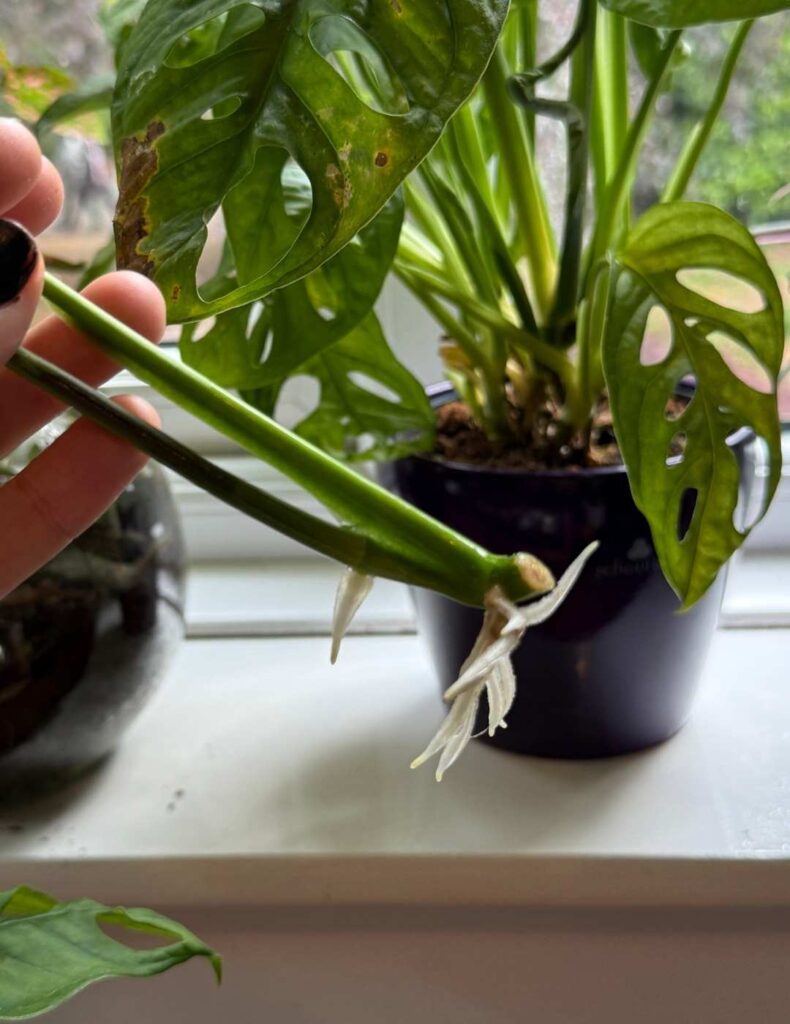 root growth significant enough for repotting