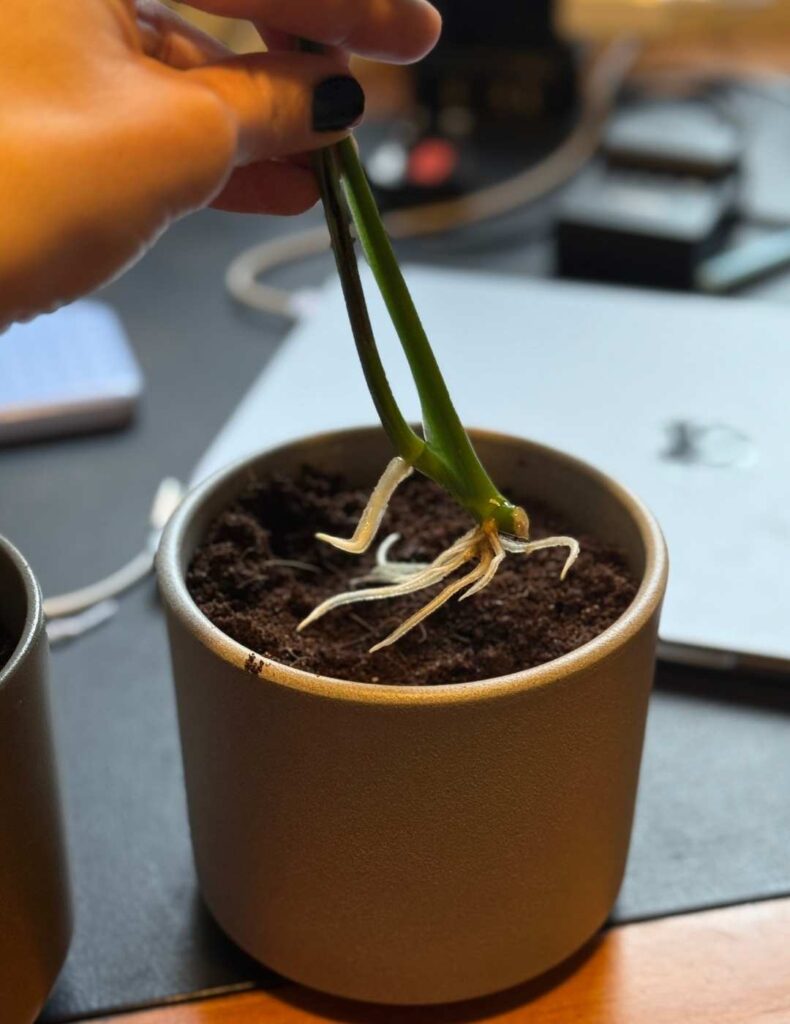 repotting my monstera cutting