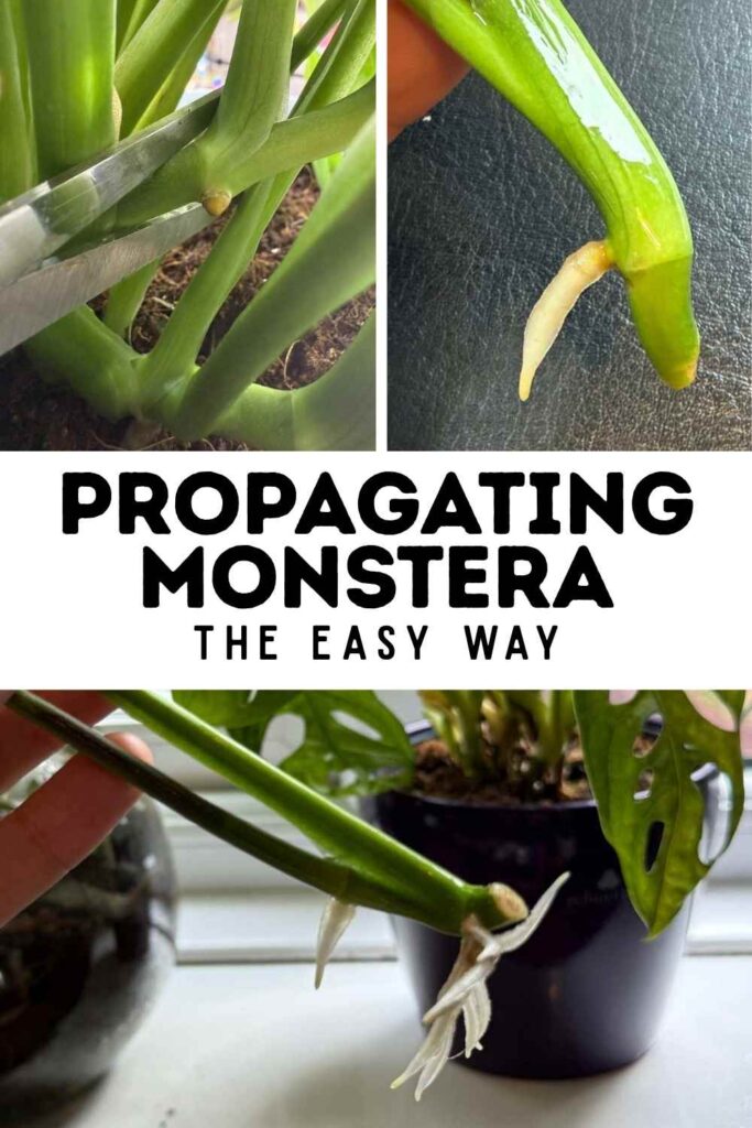 three photos of propagating monstera in water