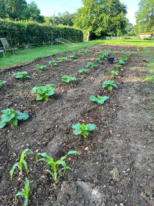 pumpkins three weeks after planting