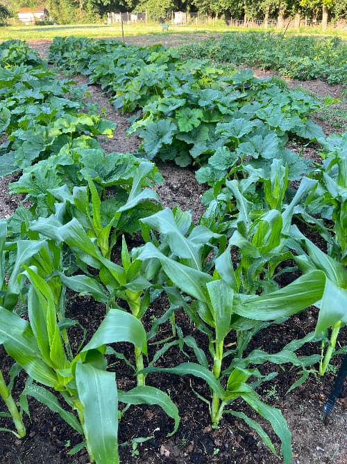 photo of pumpkin patch five weeks after planting