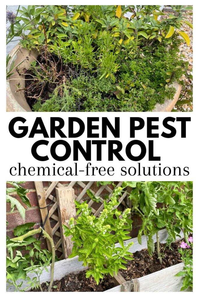 photos of herbs with other plants