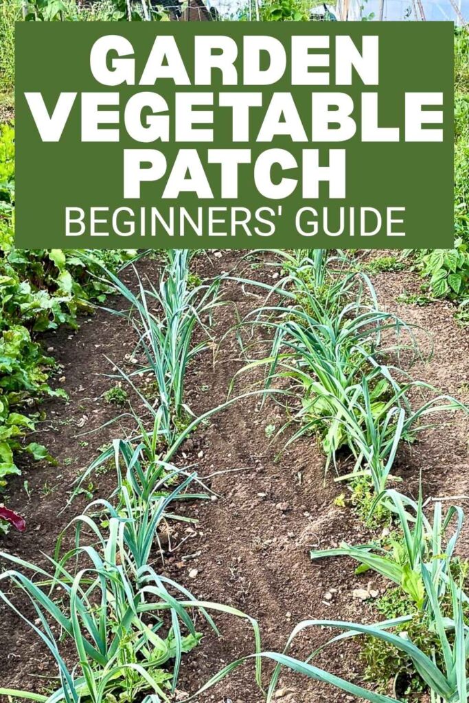 photo of rows of leek plants in a vegetable garden