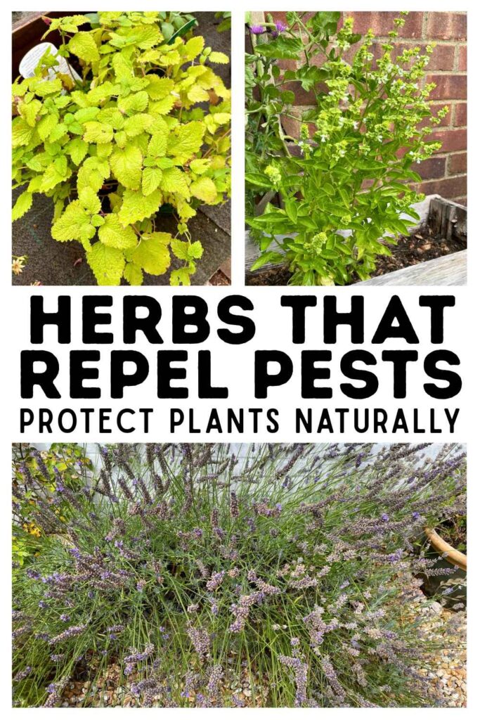 photos of herbs that repel pests
