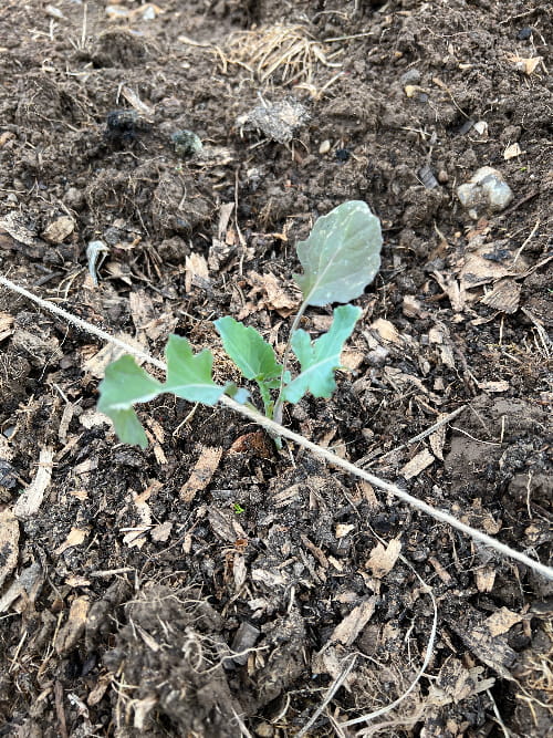newly planted broccoli seedling