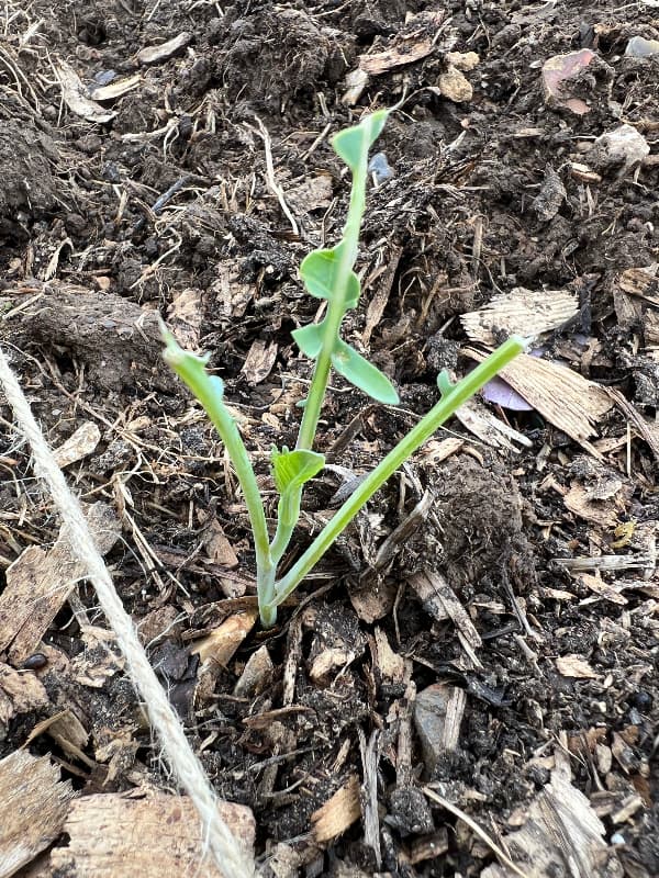 photo of a slug damaged broccoli seedling