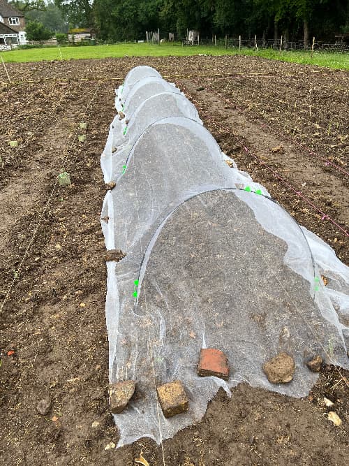 photo of a vegetable patch with netting over it