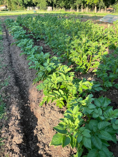 photo of a potato patch in june