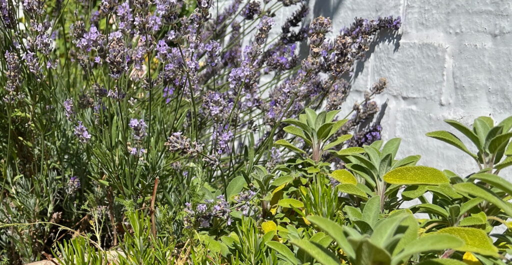 Lavender, rosemary and sage growing in the sun in front of a white painted brick wall