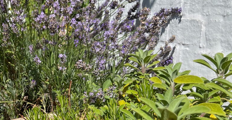 The Best Herbs For Natural Pest Control