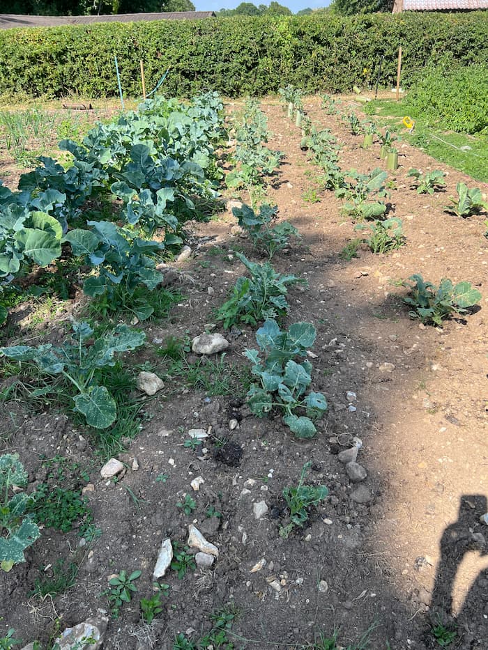 photo of broccoli plants in plot 2