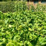 photo of a vegetable patch in July