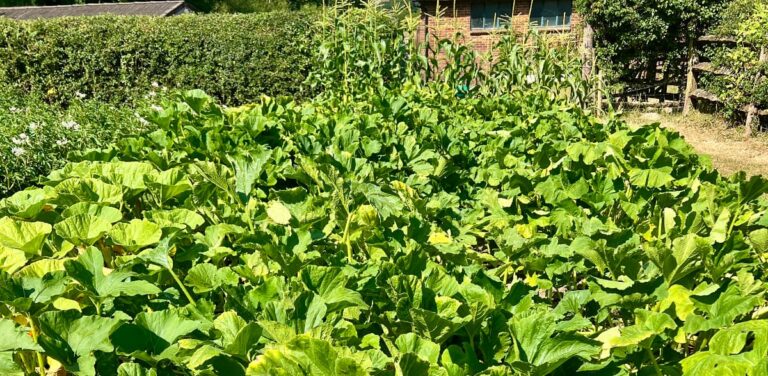 photo of a vegetable patch in July