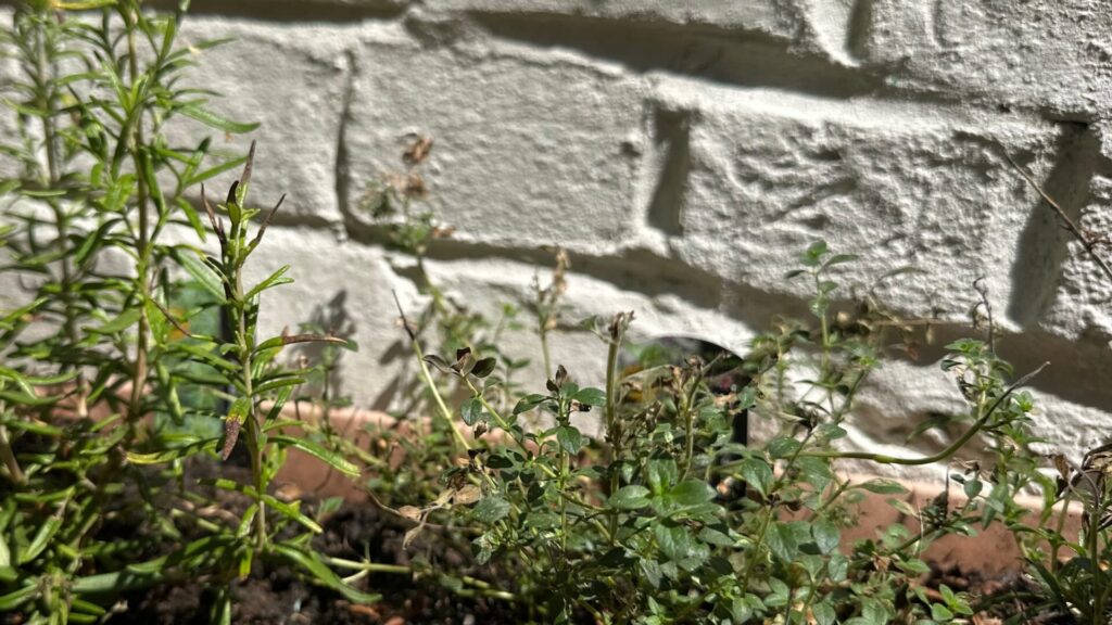 Winter savoury with slug damage, and rosemary, in front of a white brick wall