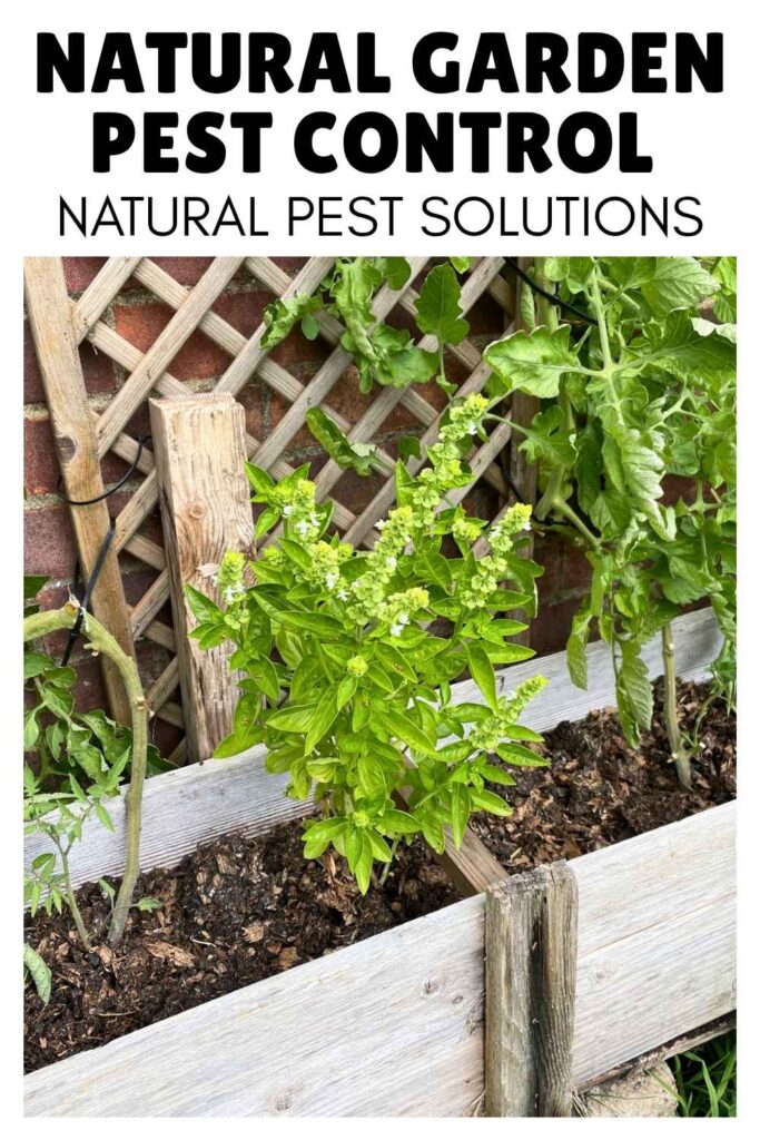 photo of basil herb plant next to some tomato plants