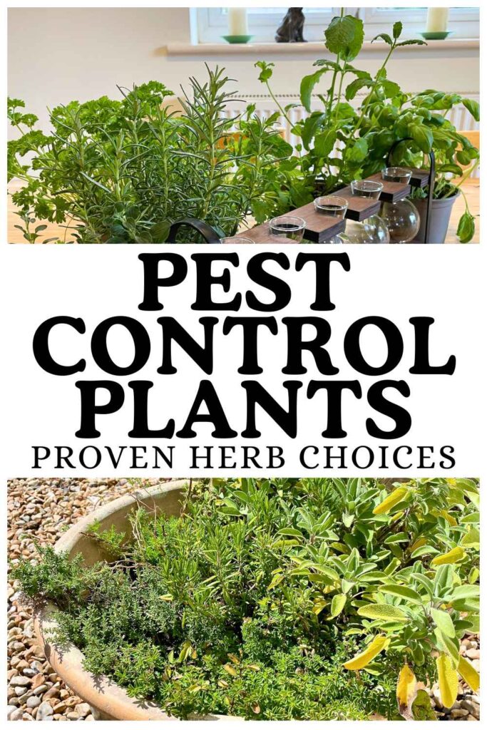 photos of herbs