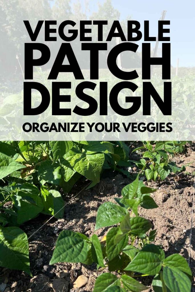 photo of a vegetable patch