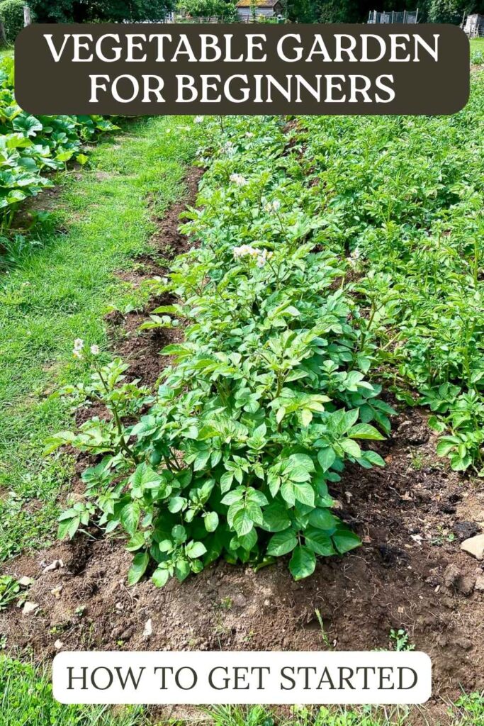 photo of a vegetable patch with potatoes growing in rows
