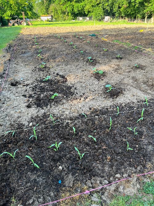 photo of newly planted pumpkins and sweetcorn