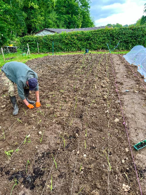 photo of a man transplanting onions in June