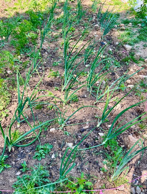 phot of onions growing mid July