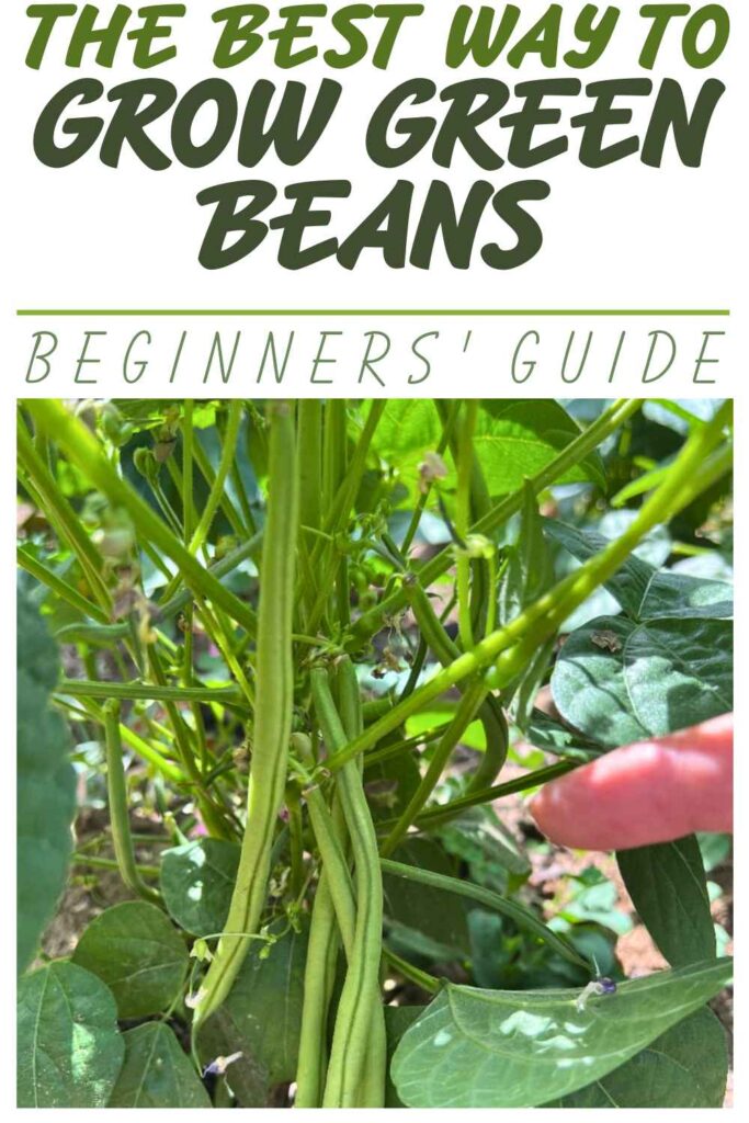 photo of green beans growing on a bush bean plant
