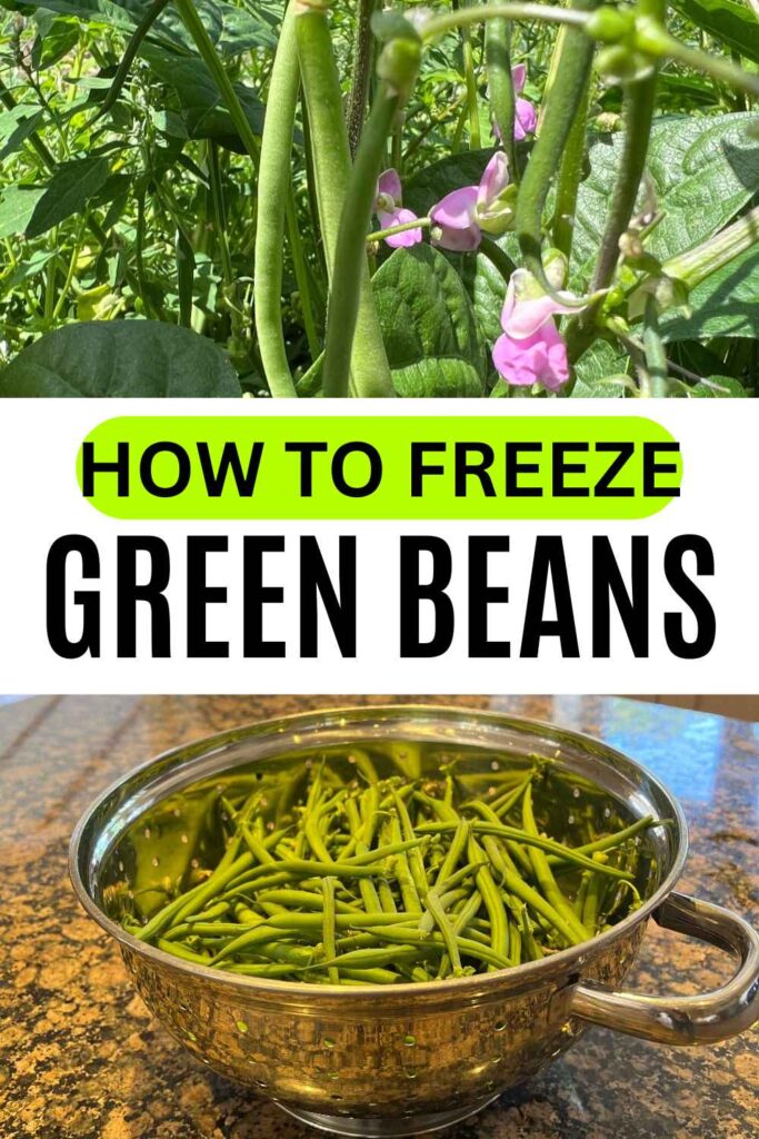 photos of green beans growing and in a colander