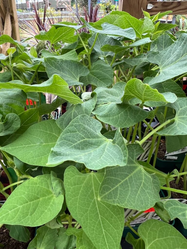 young bean plants for sale in my local garden center in early May