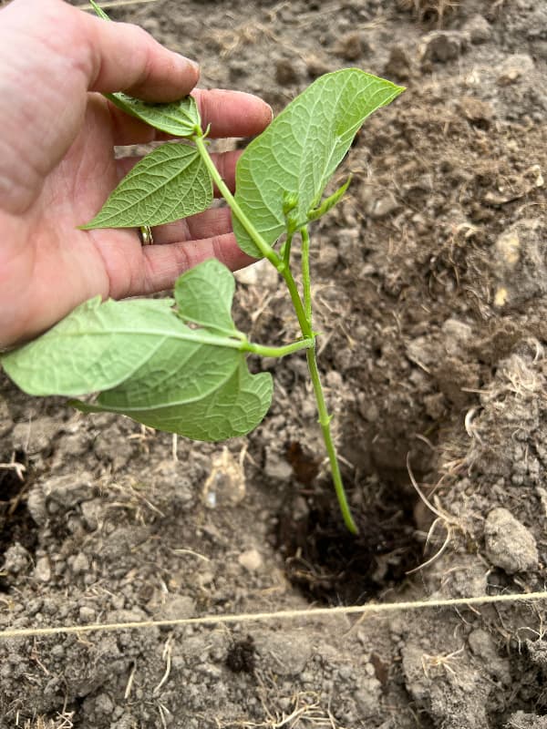 photo of a green bean seedling being planted next to a string