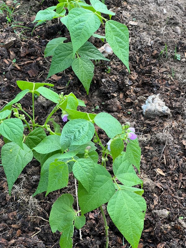 young bush beans three weeks after planting