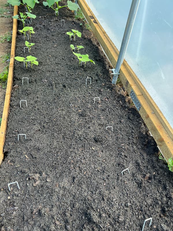 photo of a bed in a polytunnel with green beans emerging in two rows.