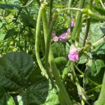 photo of young french beans ready to pick