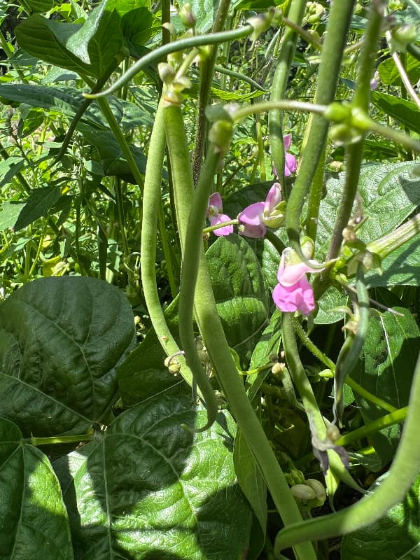 photo of young french beans ready to pick