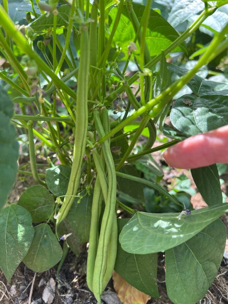 photo of bush beans ready to harvest