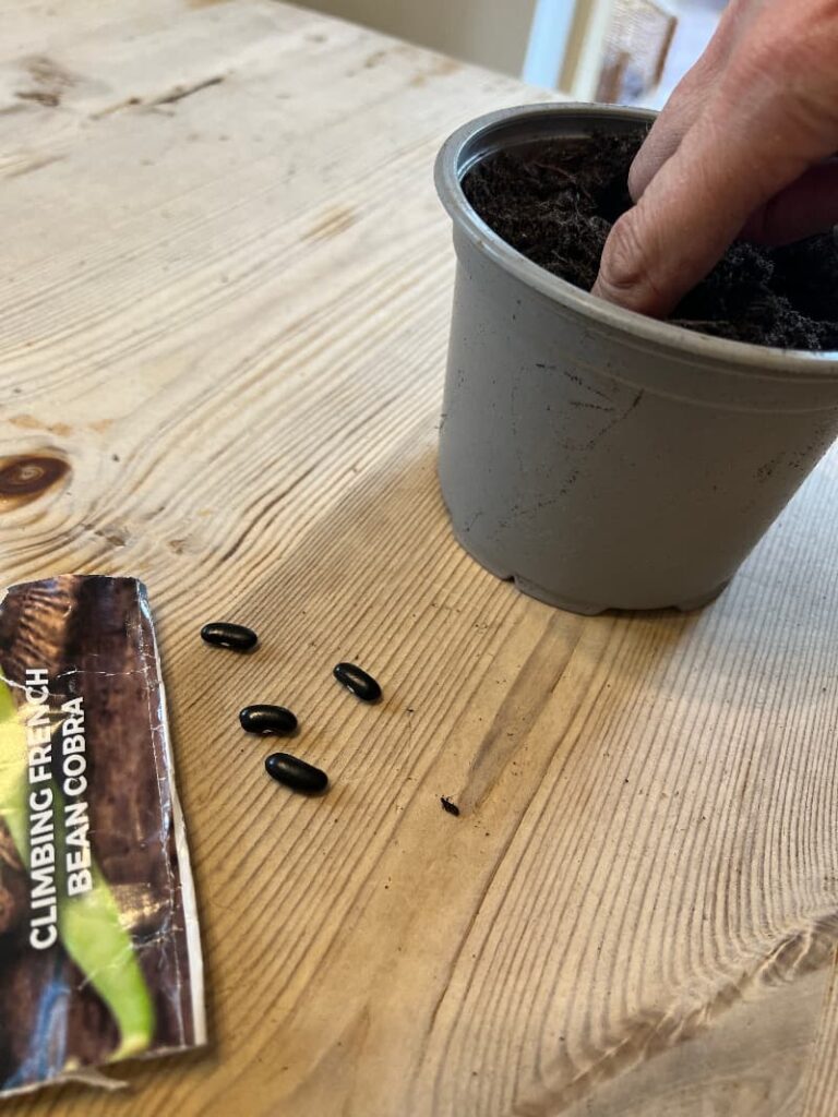 photo of a gardener making a hole in potting soil in a plant pot to plant beans in, with 4 green bean seeds and part of the packet in the foreground