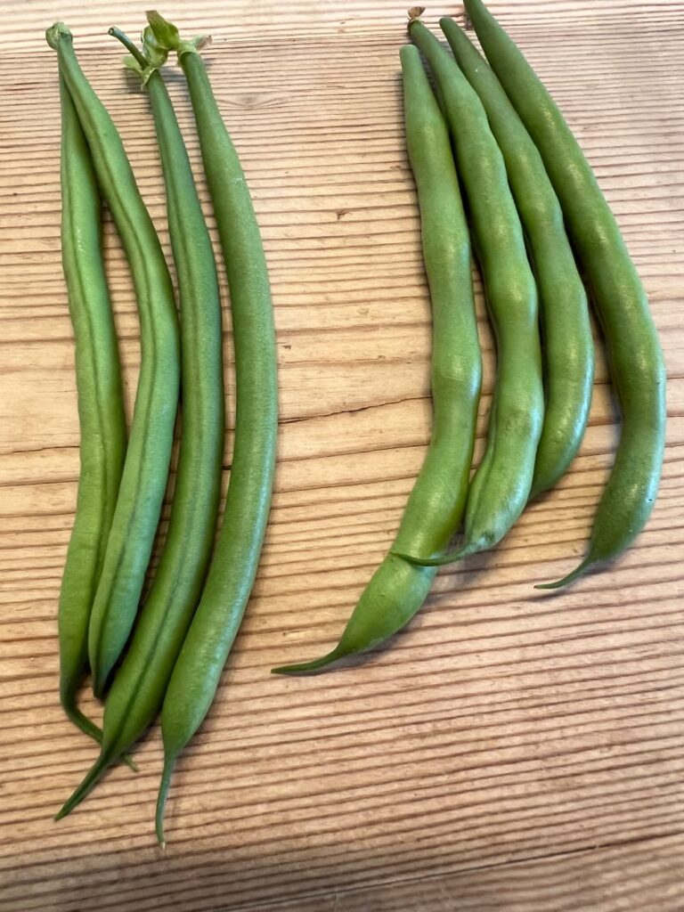 green beans ready to pick (left) and over-ripe (right)
