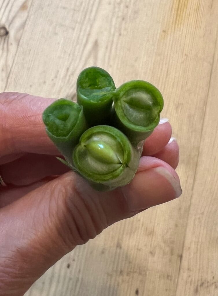 view of the inside of a snapped green bean