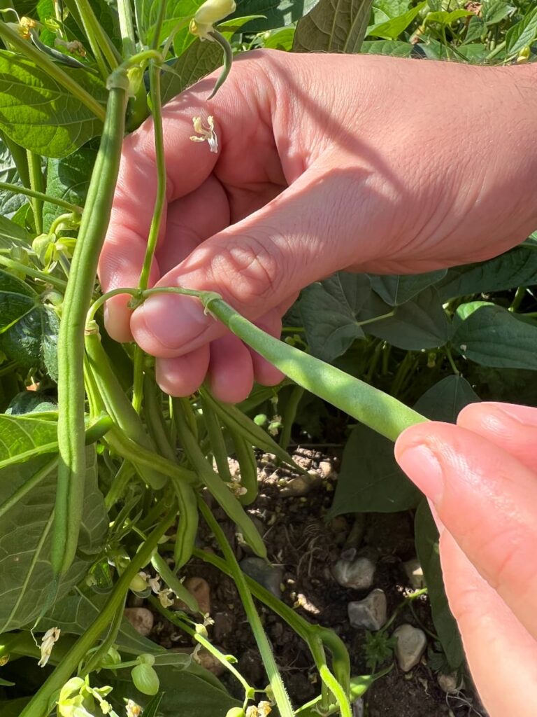 photo of two hands being used to pick beans