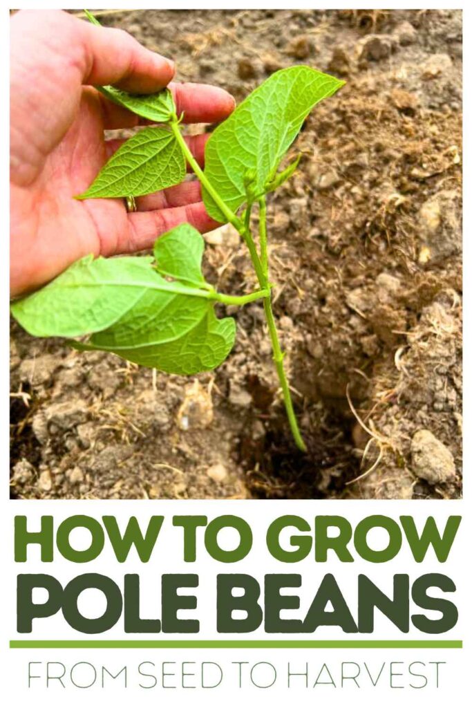 photo of pole bean seedling