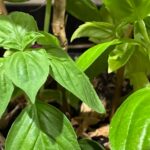 basil plant leaves against a dark background