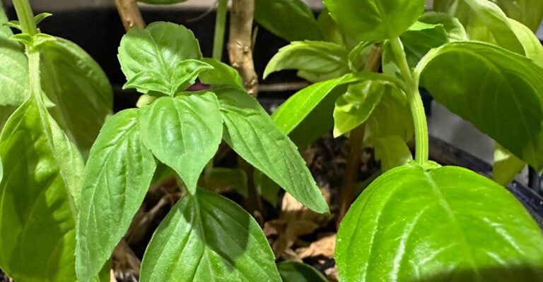basil plant leaves against a dark background