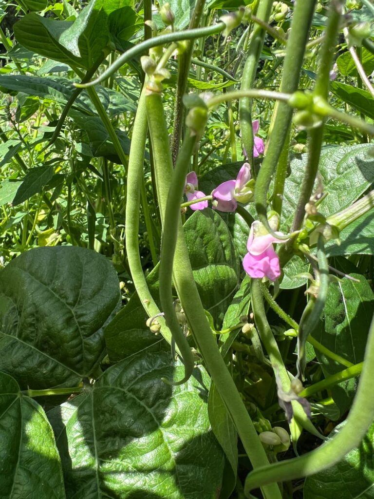 photo of bush bean flowers